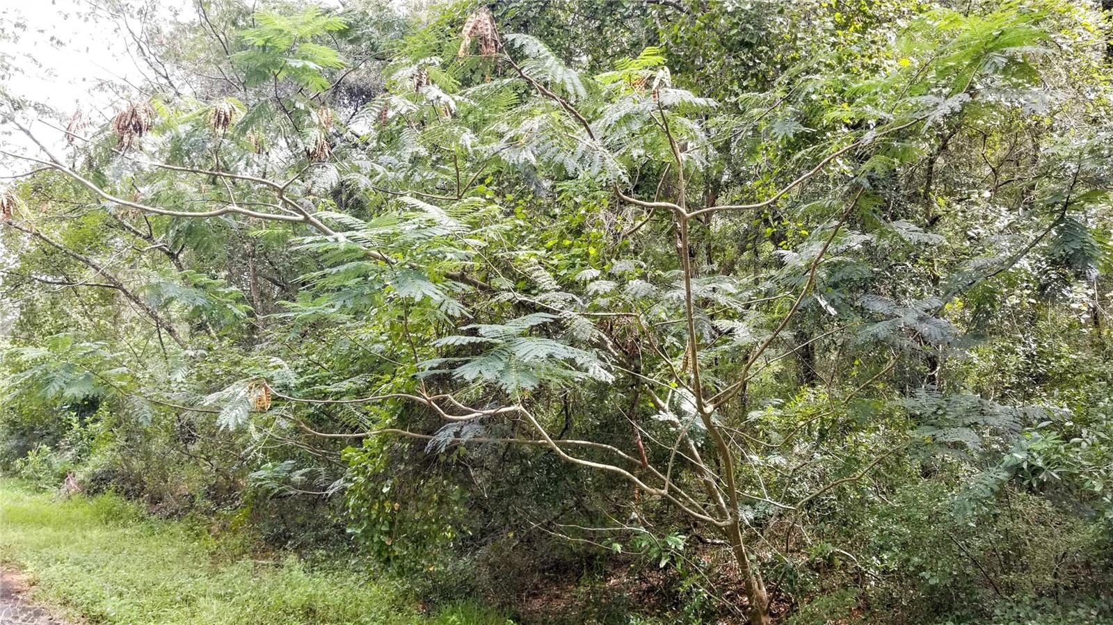 9775 N DEARING LOOP, CITRUS SPRINGS, FL, 34434