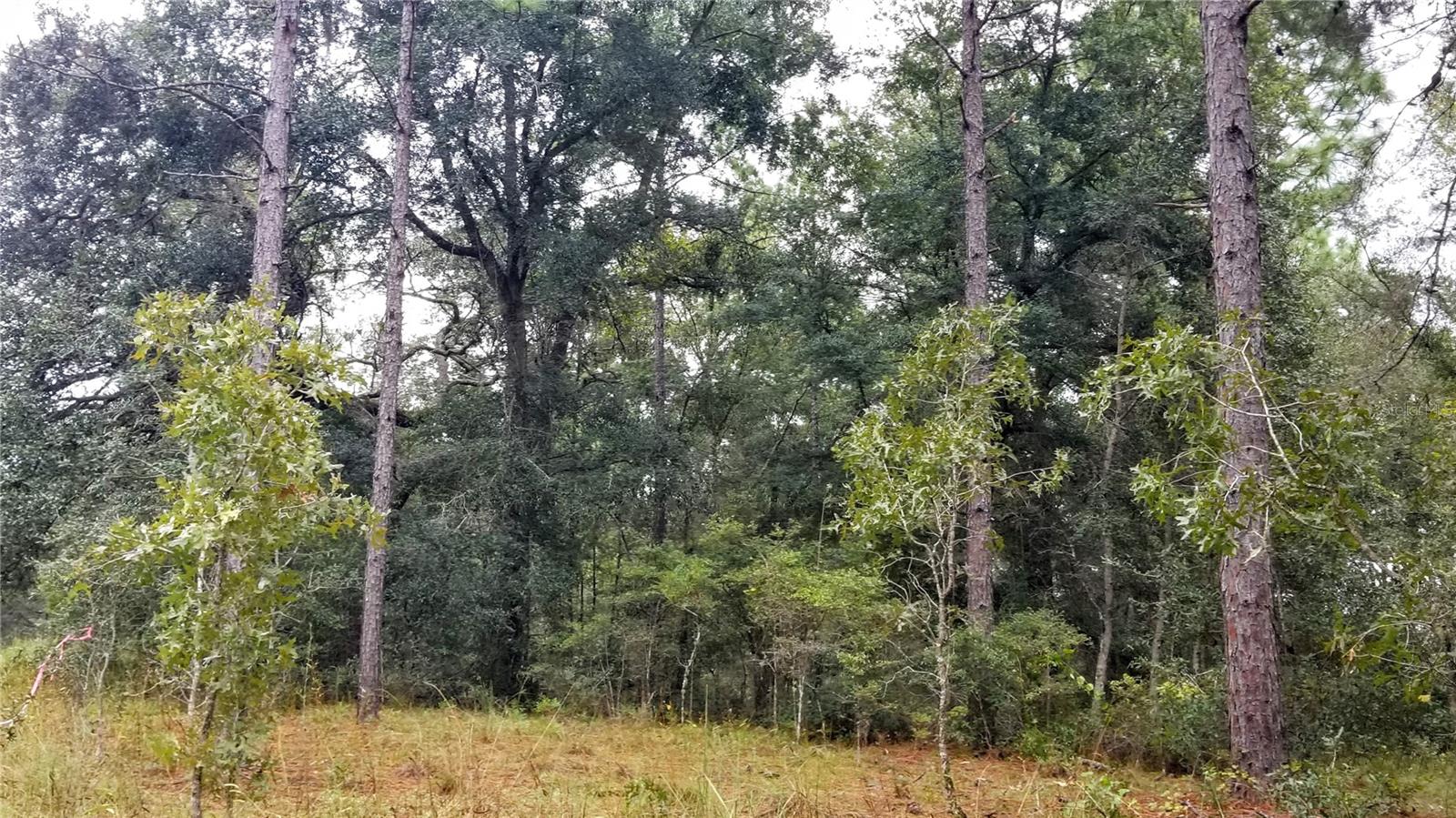 9239 N IRONDALE RD, CITRUS SPRINGS, FL, 34434