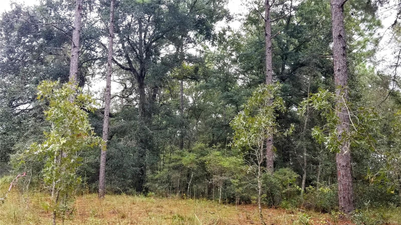 9239 N IRONDALE RD, CITRUS SPRINGS, FL, 34434