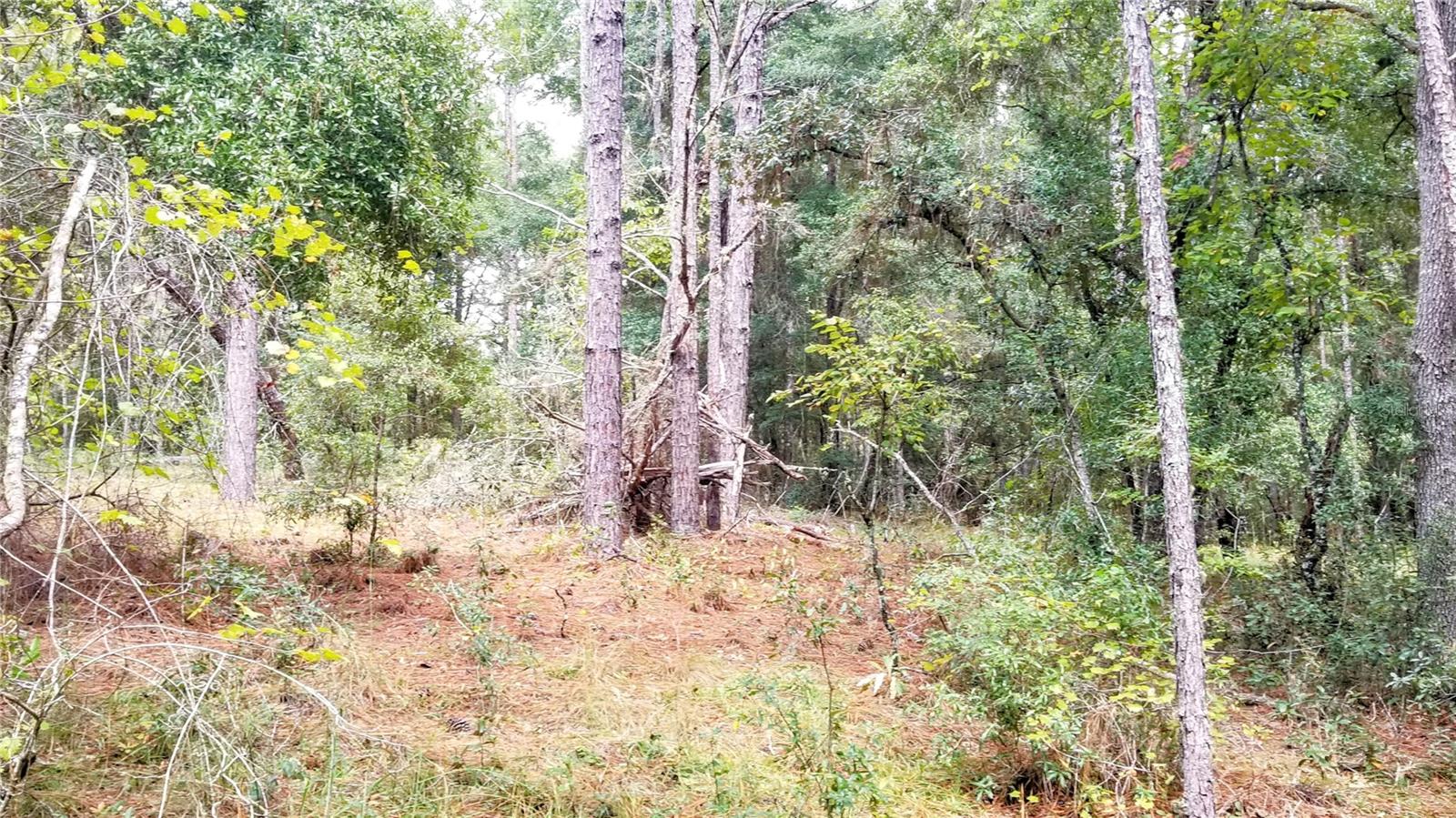 9239 N IRONDALE RD, CITRUS SPRINGS, FL, 34434