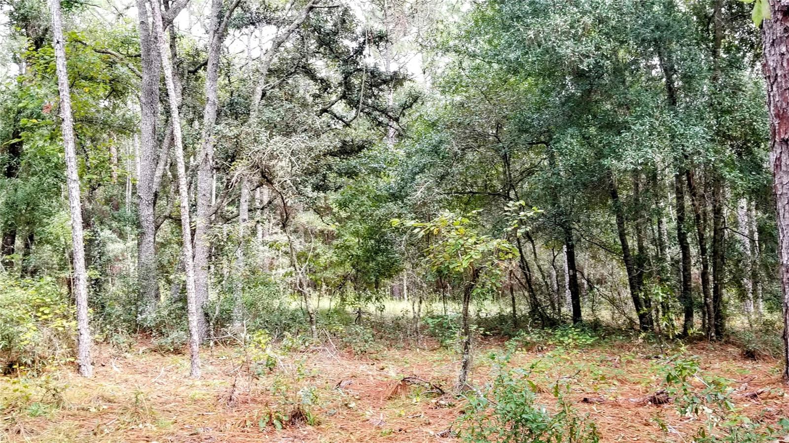 9239 N IRONDALE RD, CITRUS SPRINGS, FL, 34434