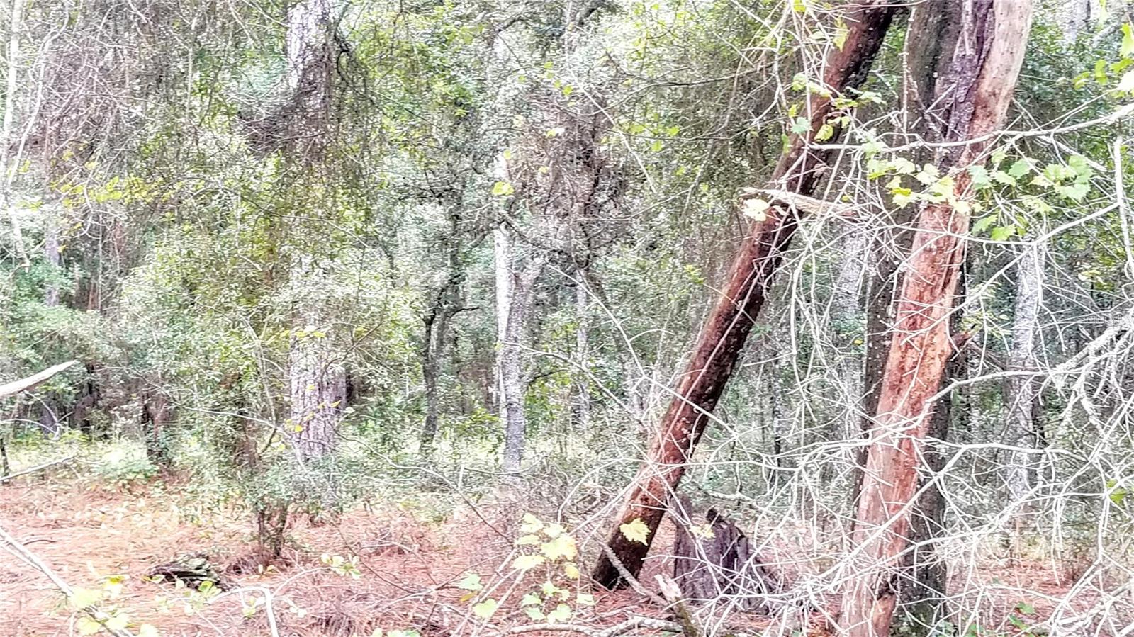 9239 N IRONDALE RD, CITRUS SPRINGS, FL, 34434