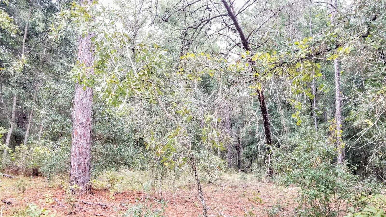 9239 N IRONDALE RD, CITRUS SPRINGS, FL, 34434