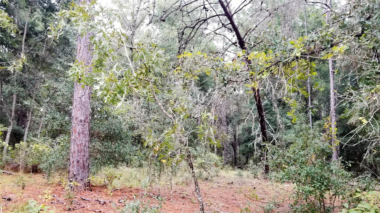 9239 N IRONDALE RD, CITRUS SPRINGS, FL, 34434