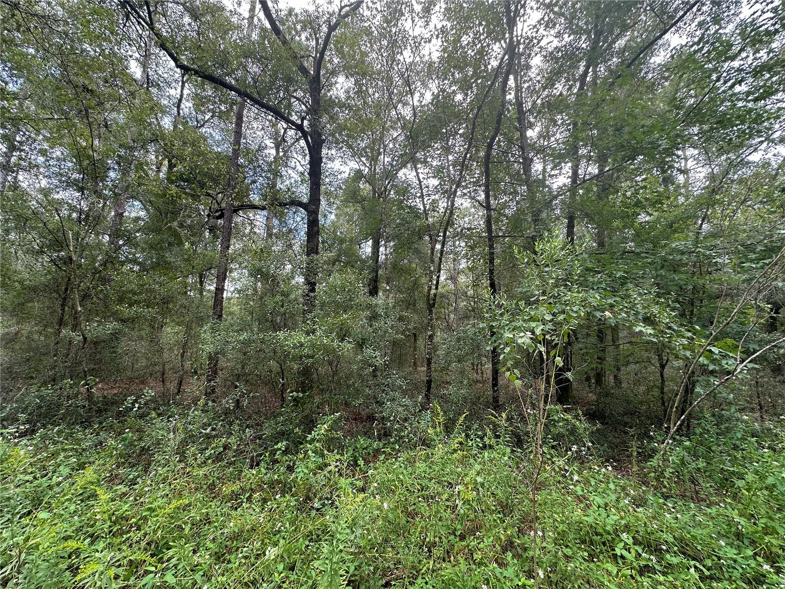 0 SW 12TH PL, OCALA, FL, 34481