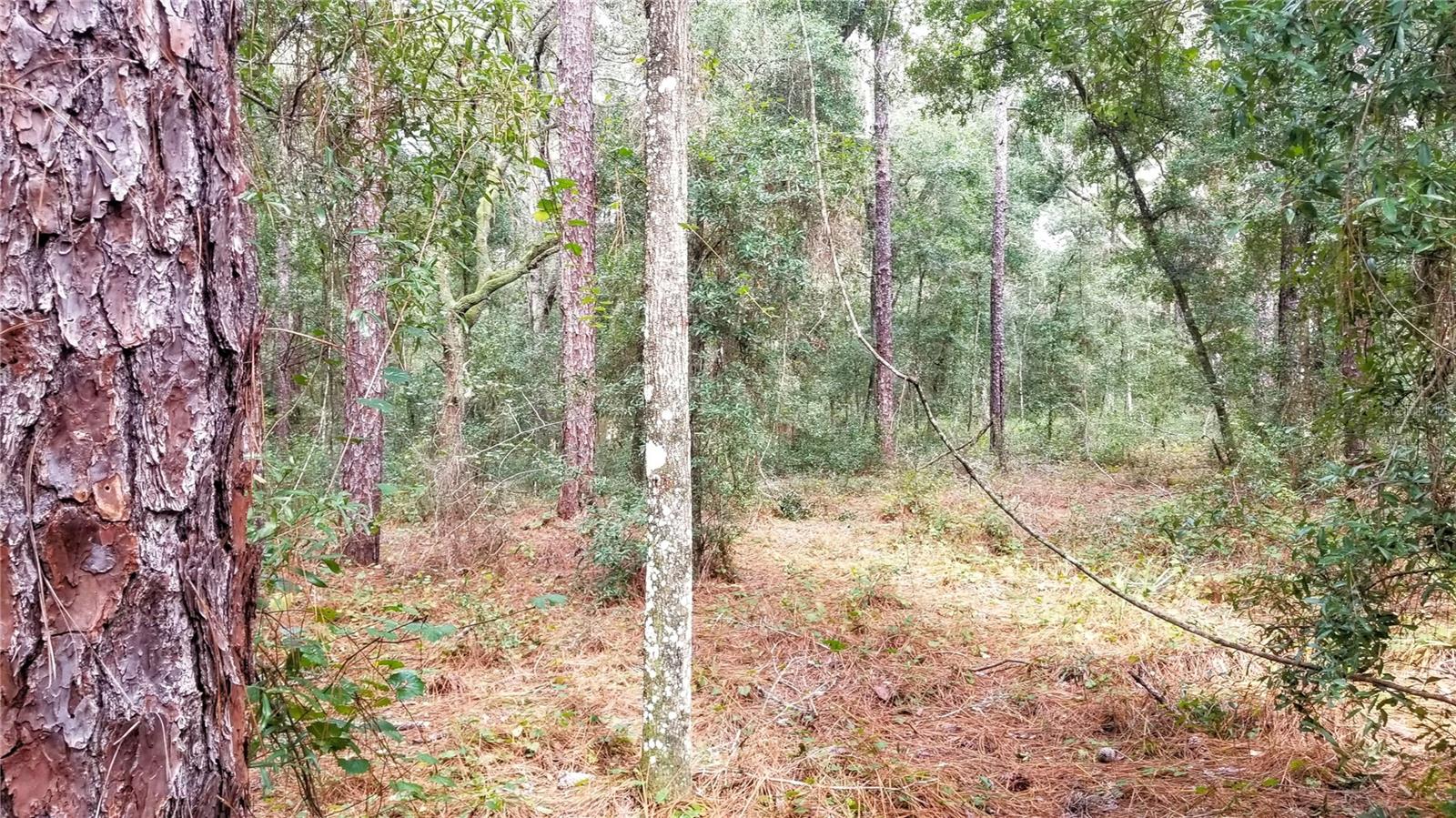 8881 N IRONDALE RD, CITRUS SPRINGS, FL, 34434