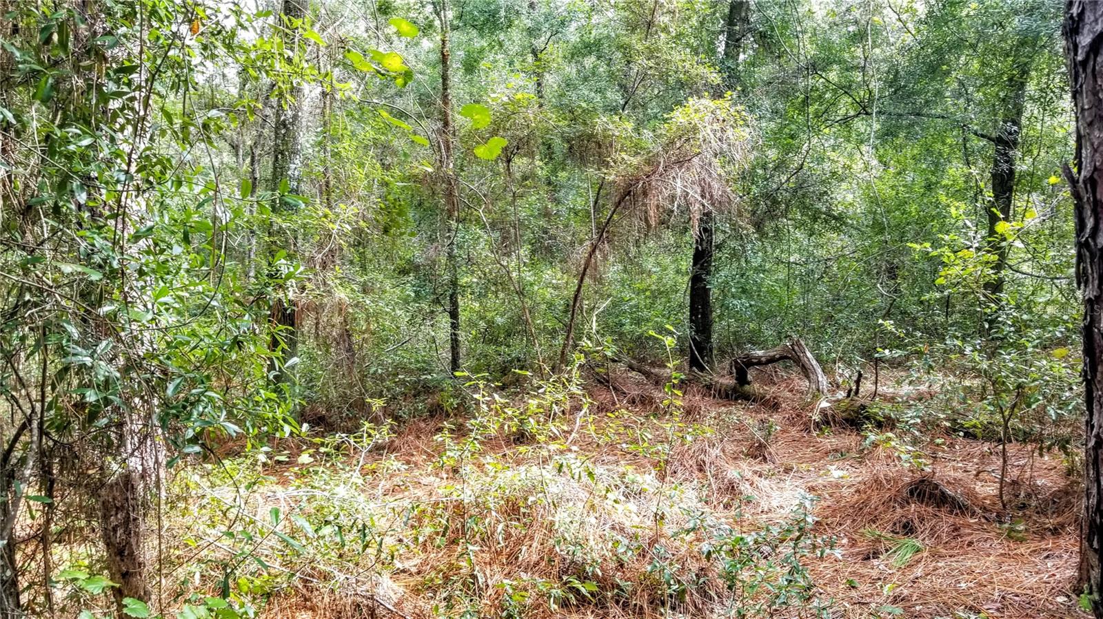 8881 N IRONDALE RD, CITRUS SPRINGS, FL, 34434