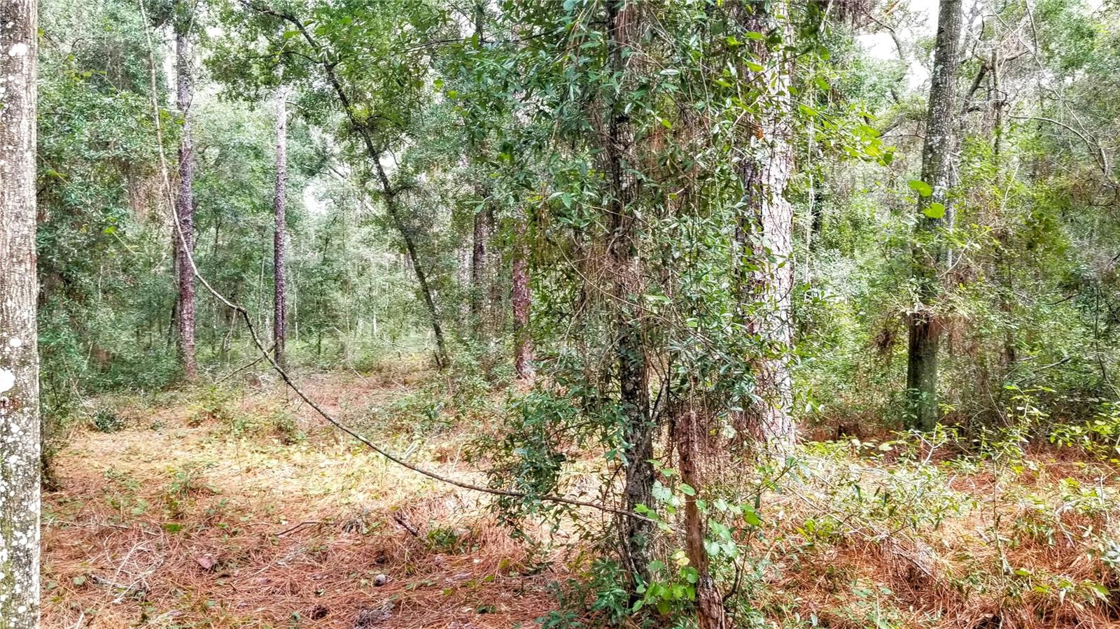 8881 N IRONDALE RD, CITRUS SPRINGS, FL, 34434