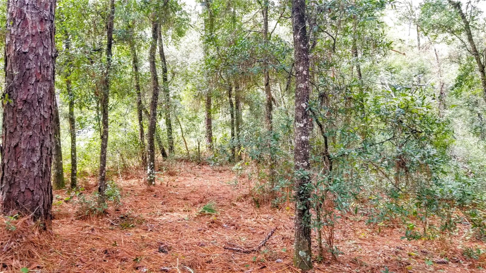 8881 N IRONDALE RD, CITRUS SPRINGS, FL, 34434