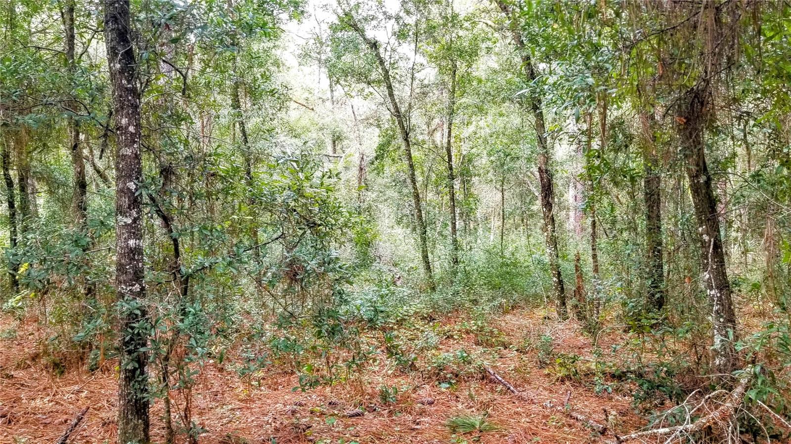 8881 N IRONDALE RD, CITRUS SPRINGS, FL, 34434