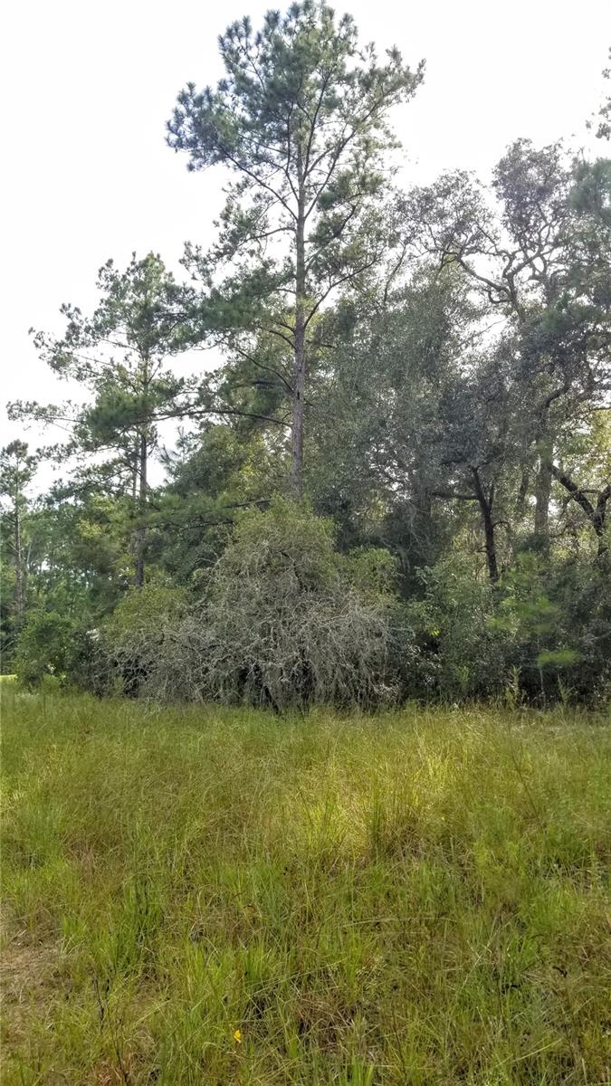 8844 N LILY DR, CITRUS SPRINGS, FL, 34434