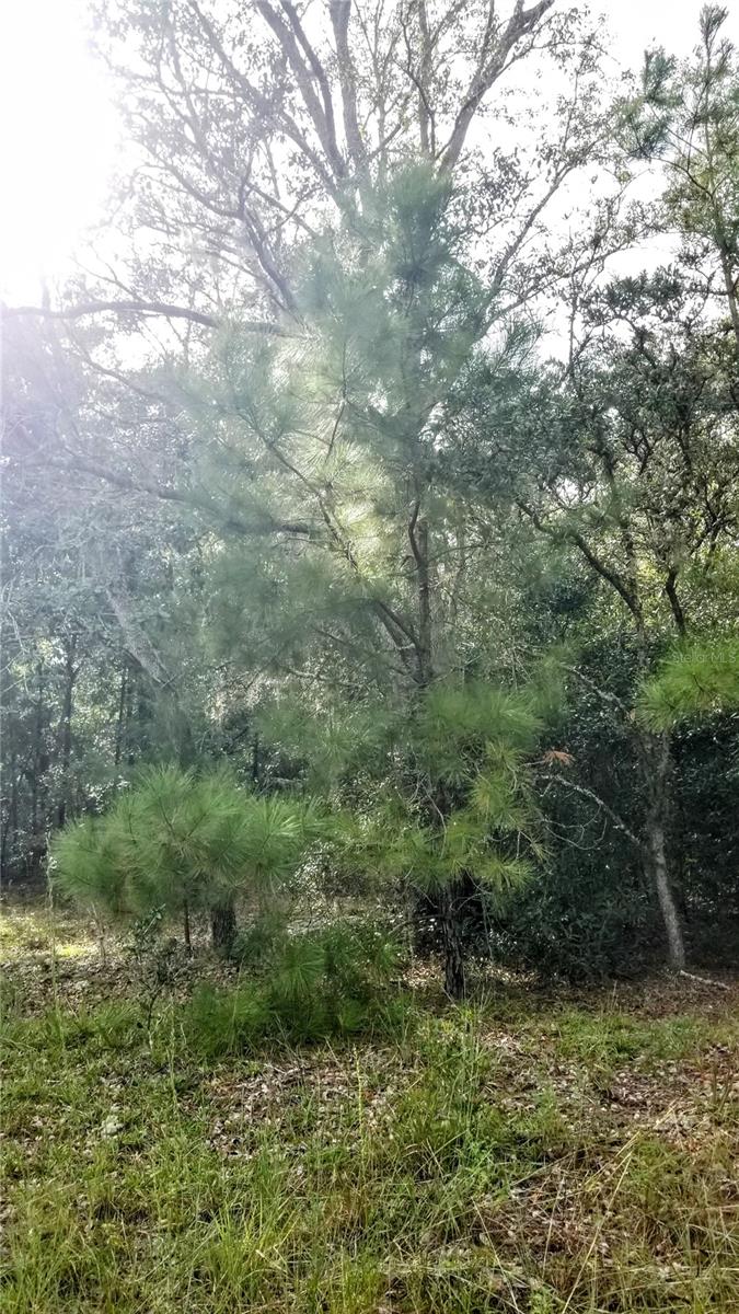 8844 N LILY DR, CITRUS SPRINGS, FL, 34434