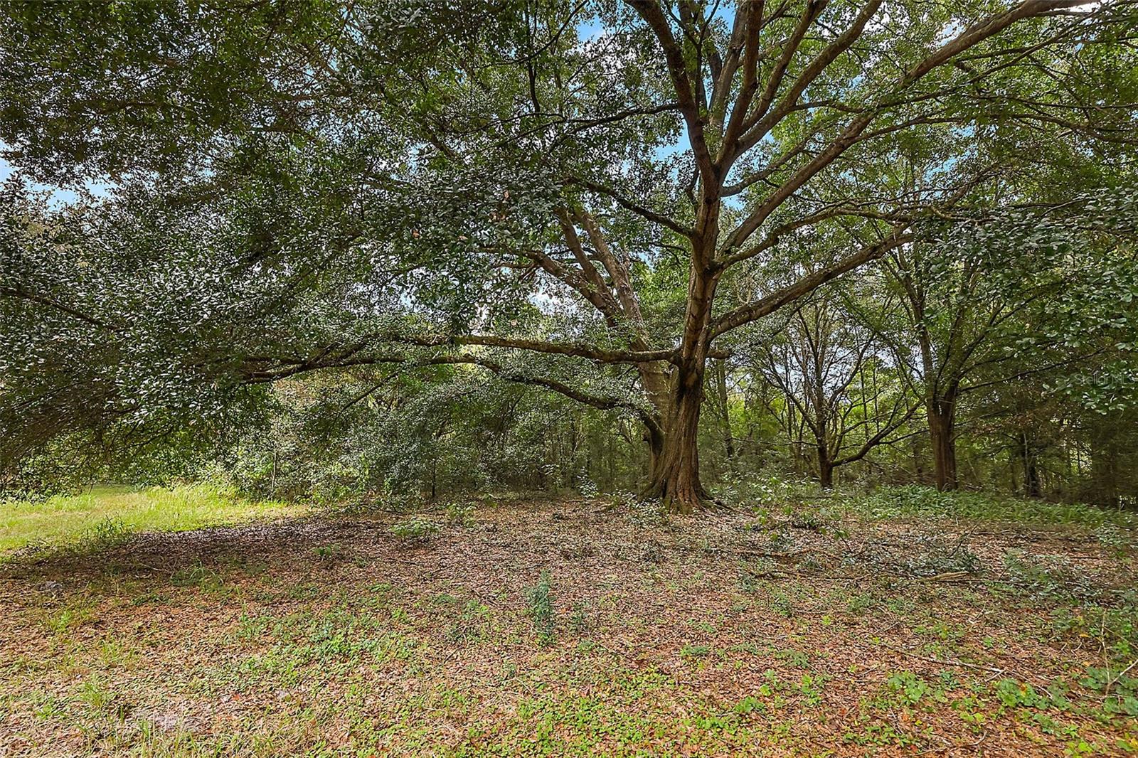1112 NE 135TH GRV, OXFORD, FL, 34484
