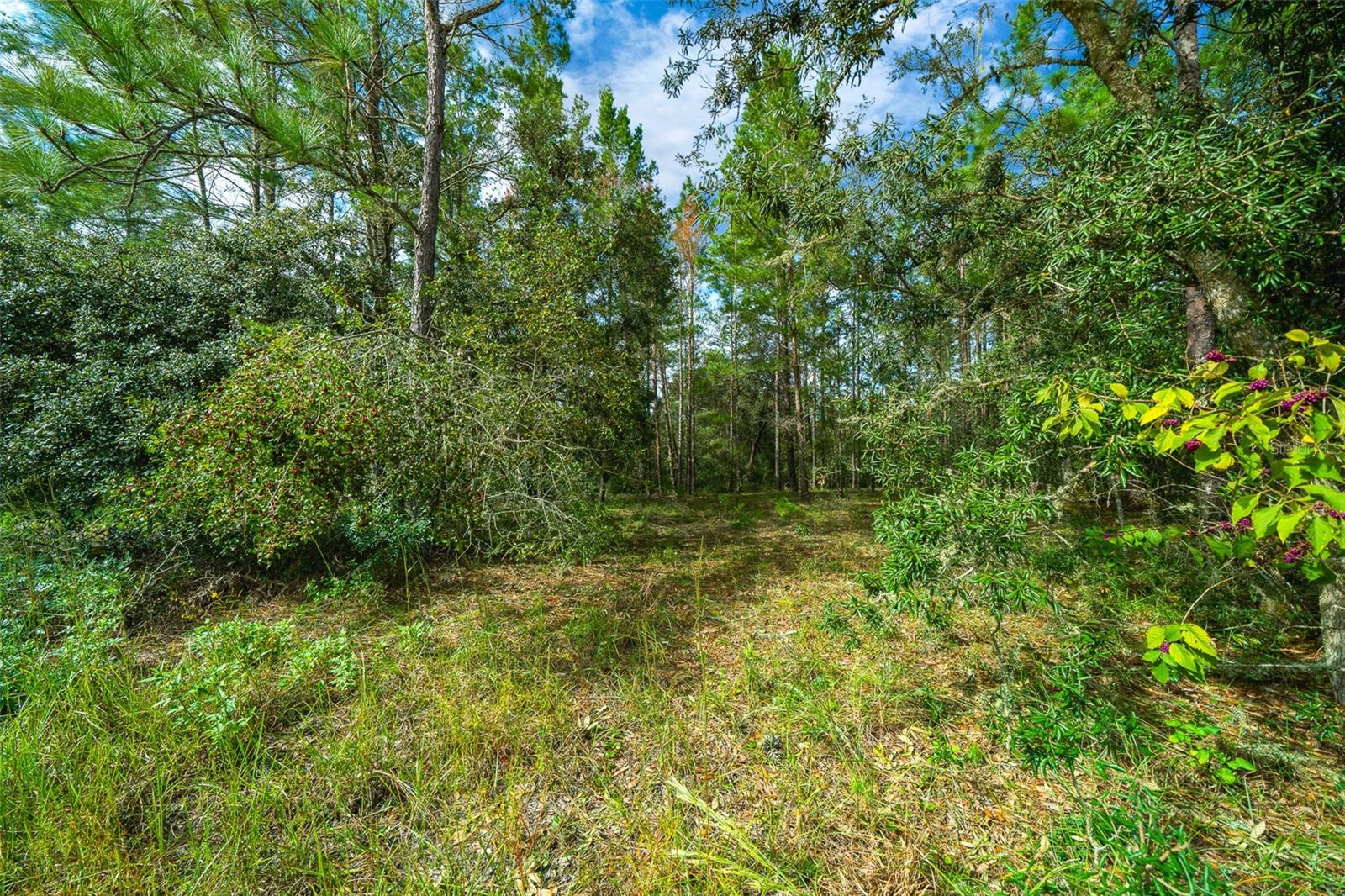 34167 BELT DR, DADE CITY, FL, 33523