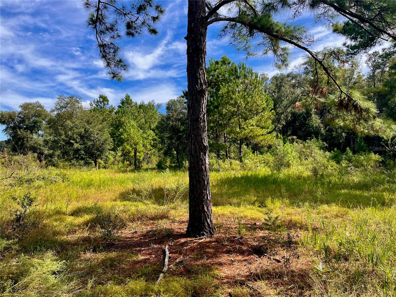 SE 199TH TER, MORRISTON, FL, 32668