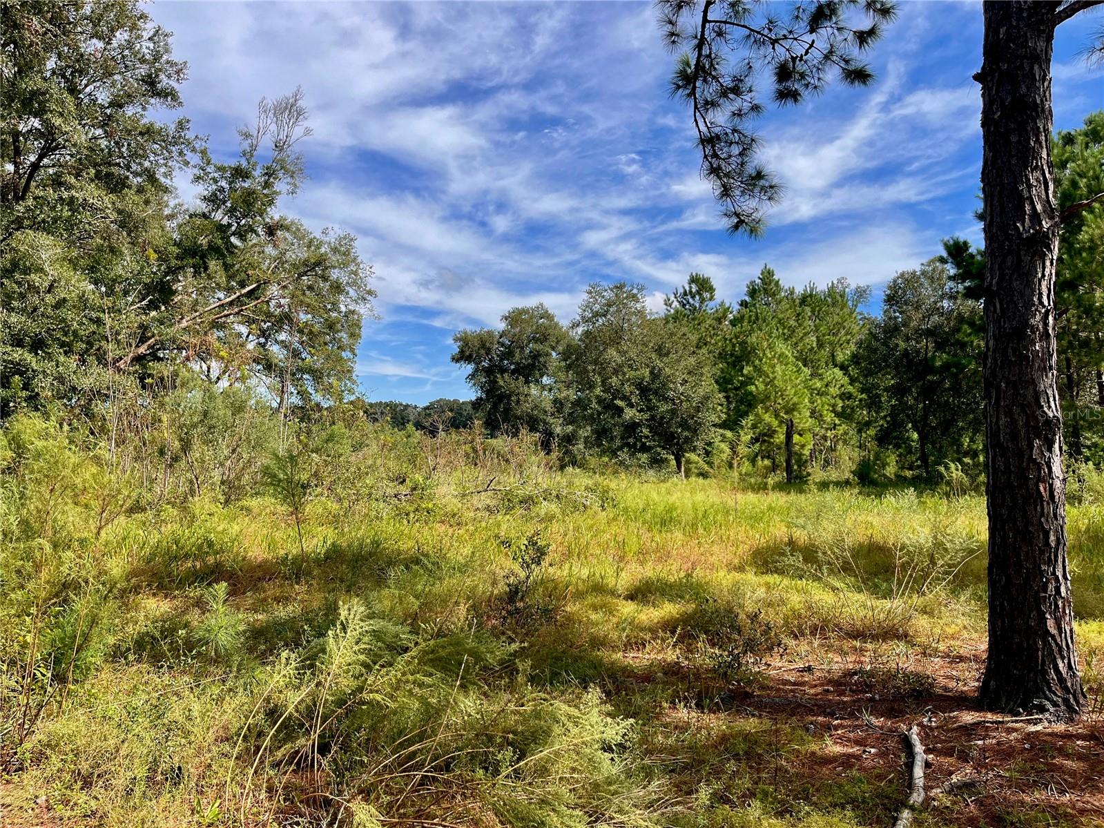 SE 199TH TER, MORRISTON, FL, 32668