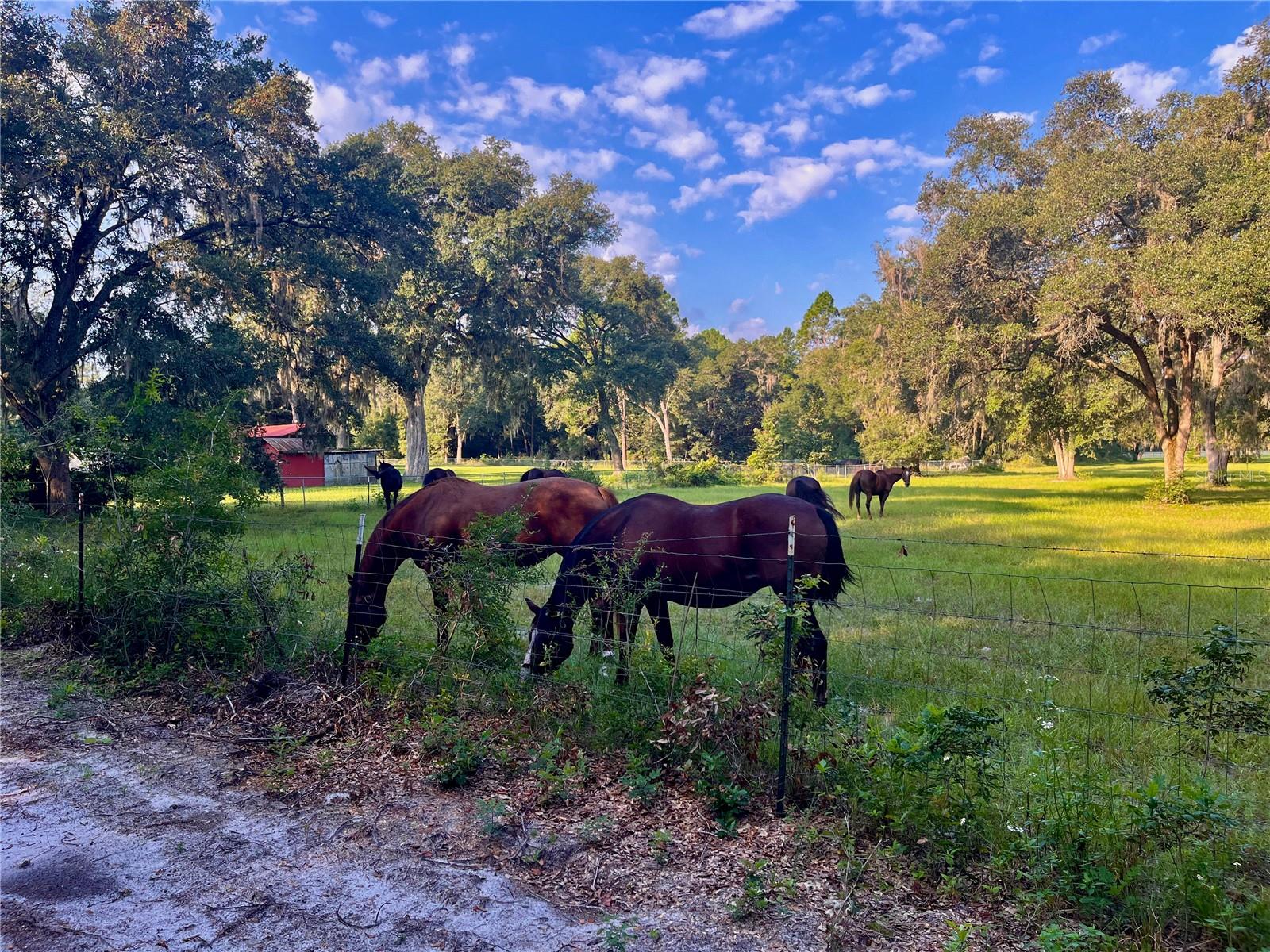 SE 199TH TER, MORRISTON, FL, 32668