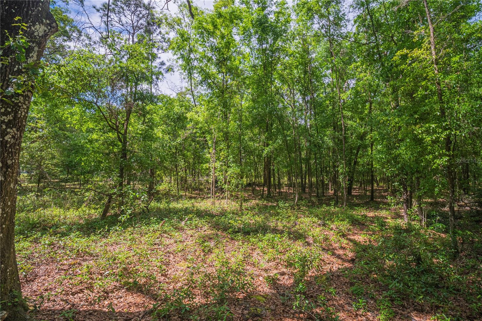 SE 199TH TER, MORRISTON, FL, 32668