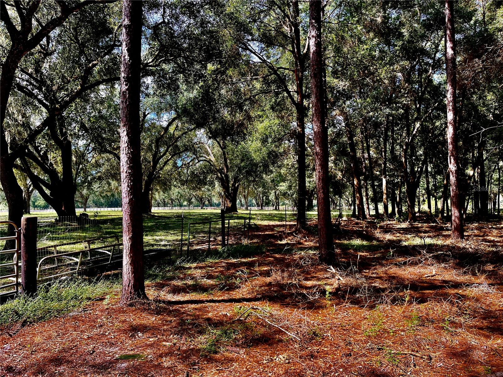 SE 199TH TER, MORRISTON, FL, 32668
