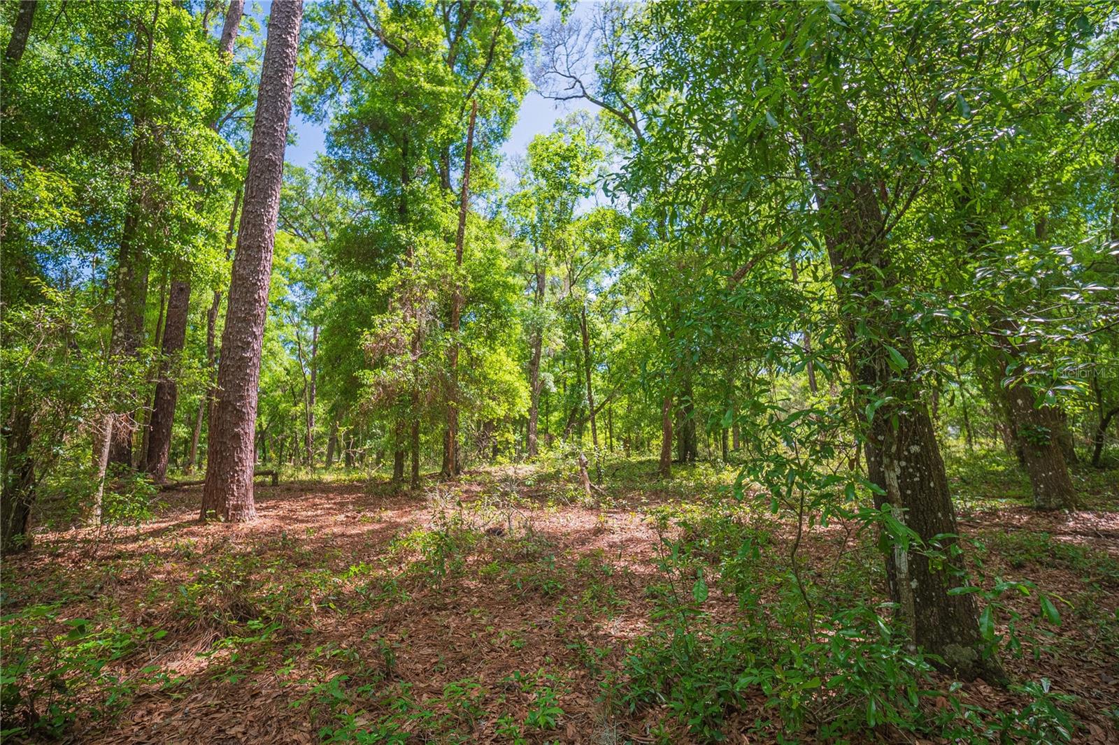 SE 199TH TER, MORRISTON, FL, 32668