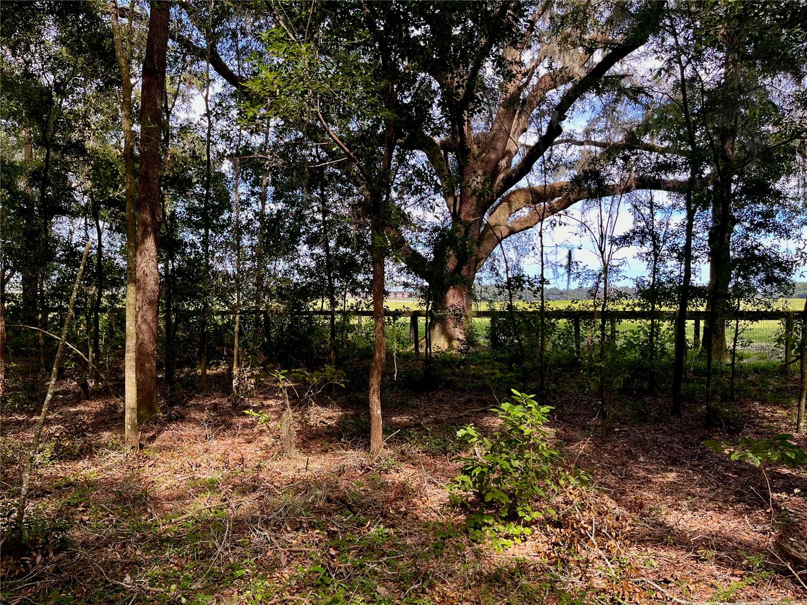 SE 199TH TER, MORRISTON, FL, 32668