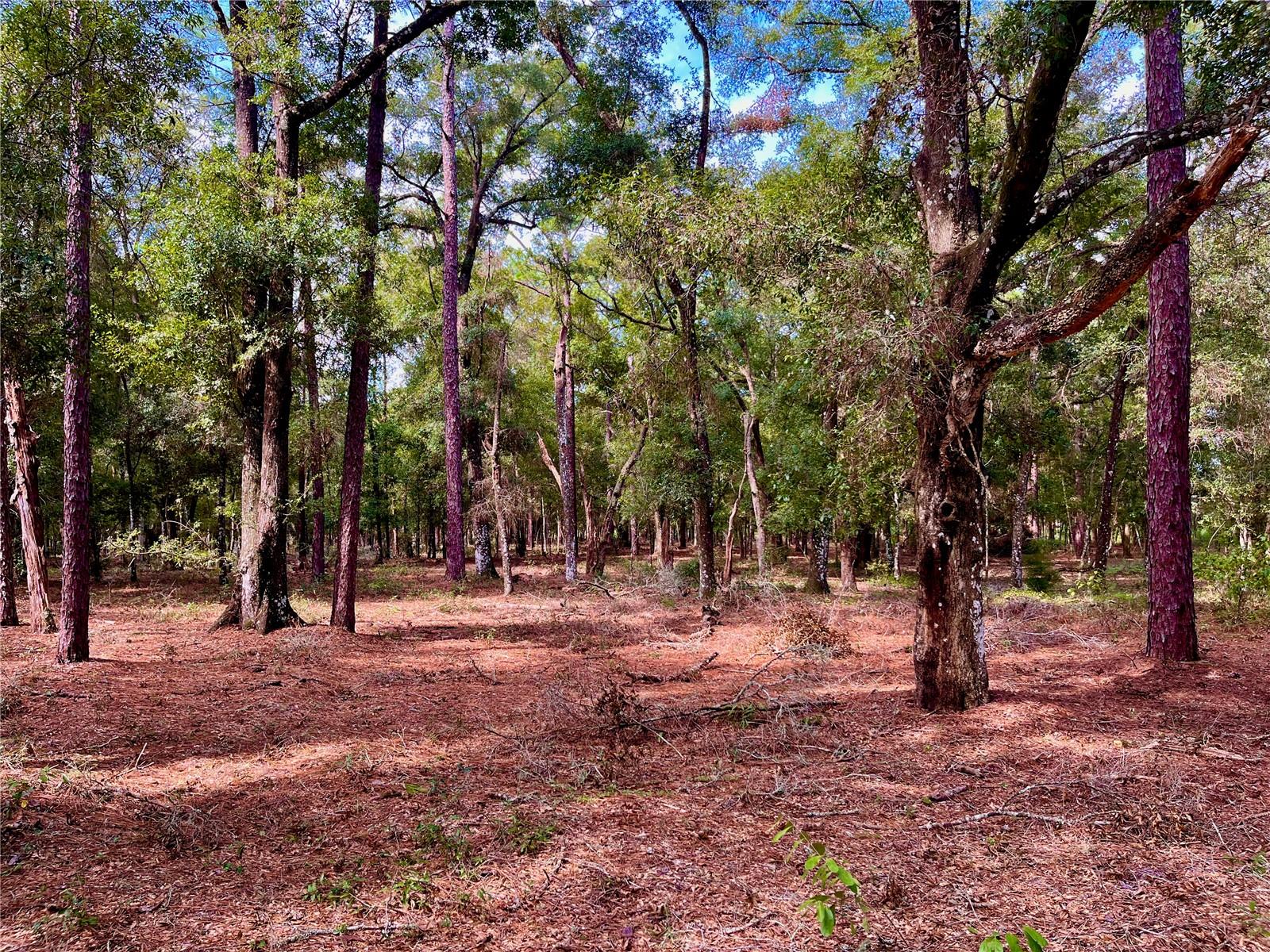 SE 199TH TER, MORRISTON, FL, 32668