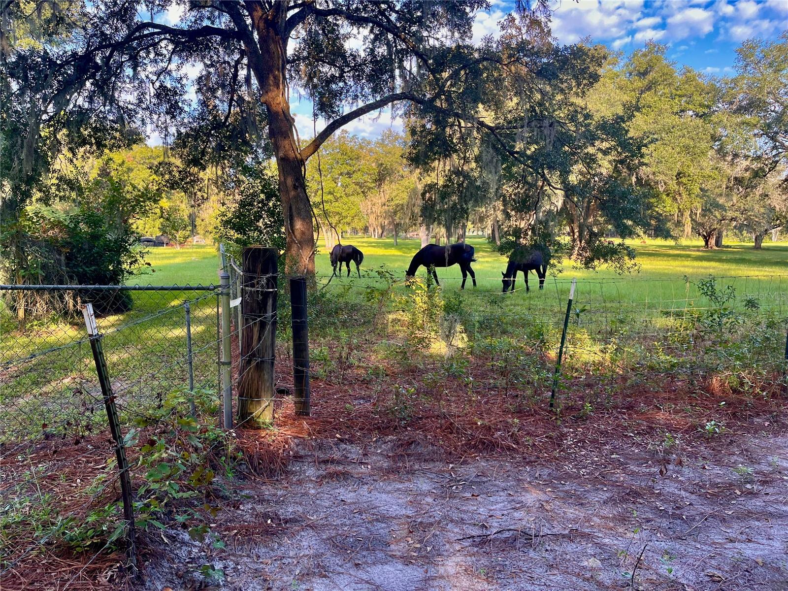 SE 199TH TER, MORRISTON, FL, 32668