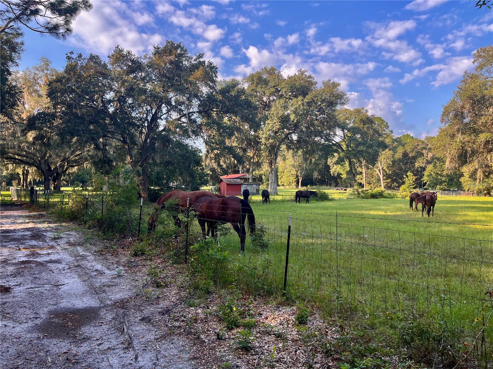 SE 199TH TER, MORRISTON, FL, 32668