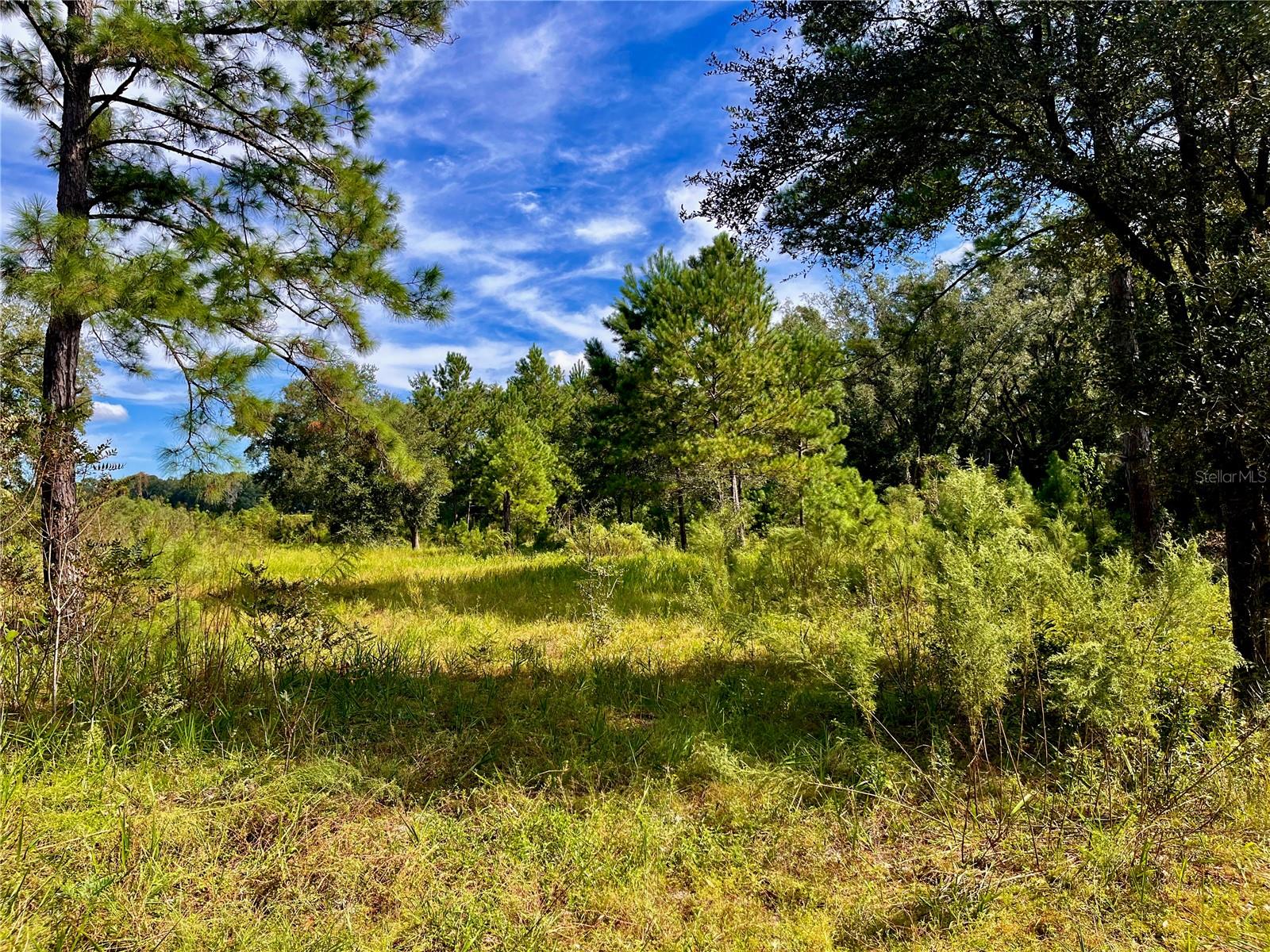 SE 199TH TER, MORRISTON, FL, 32668