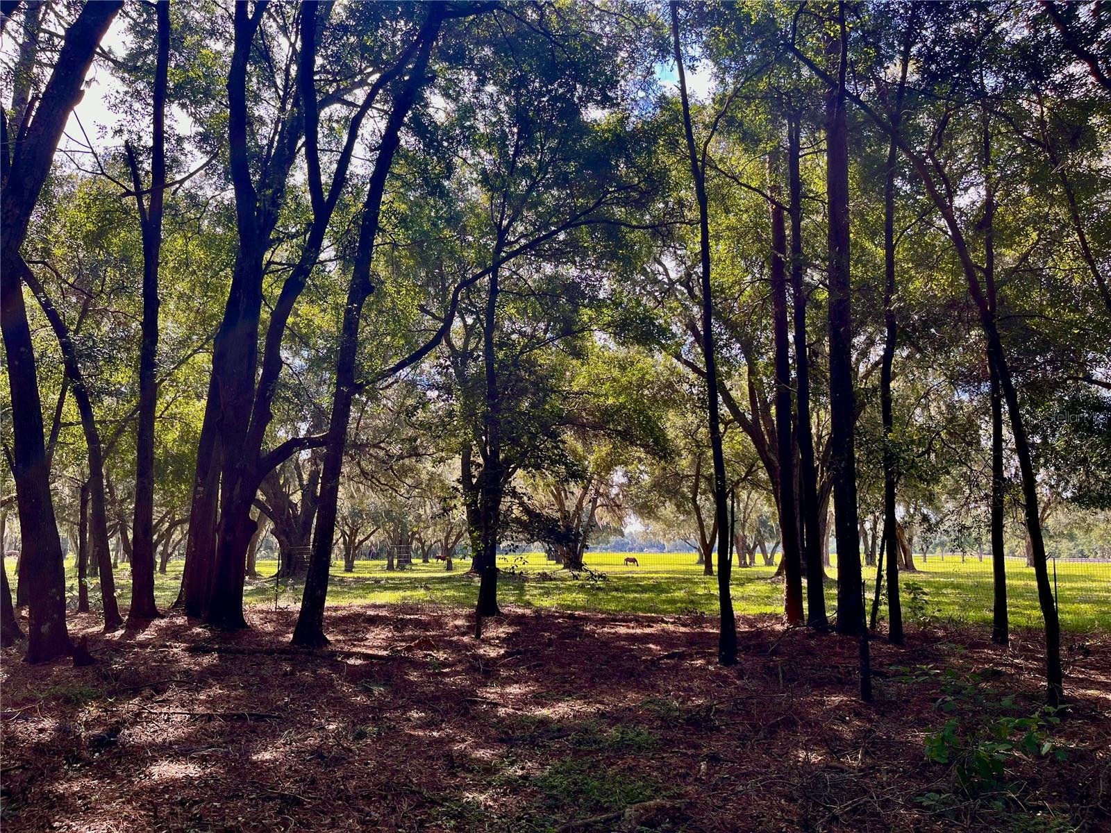 SE 199TH TER, MORRISTON, FL, 32668