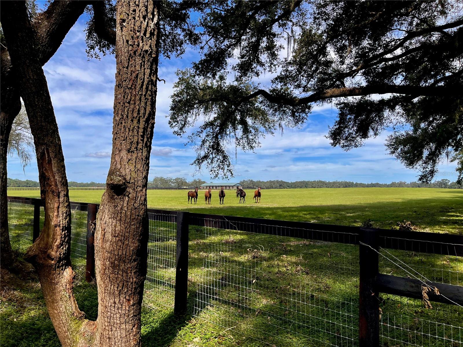 SE 199TH TER, MORRISTON, FL, 32668