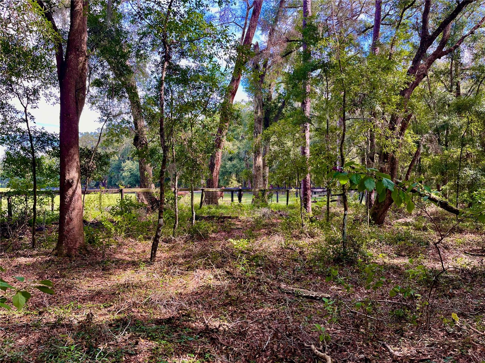 SE 199TH TER, MORRISTON, FL, 32668
