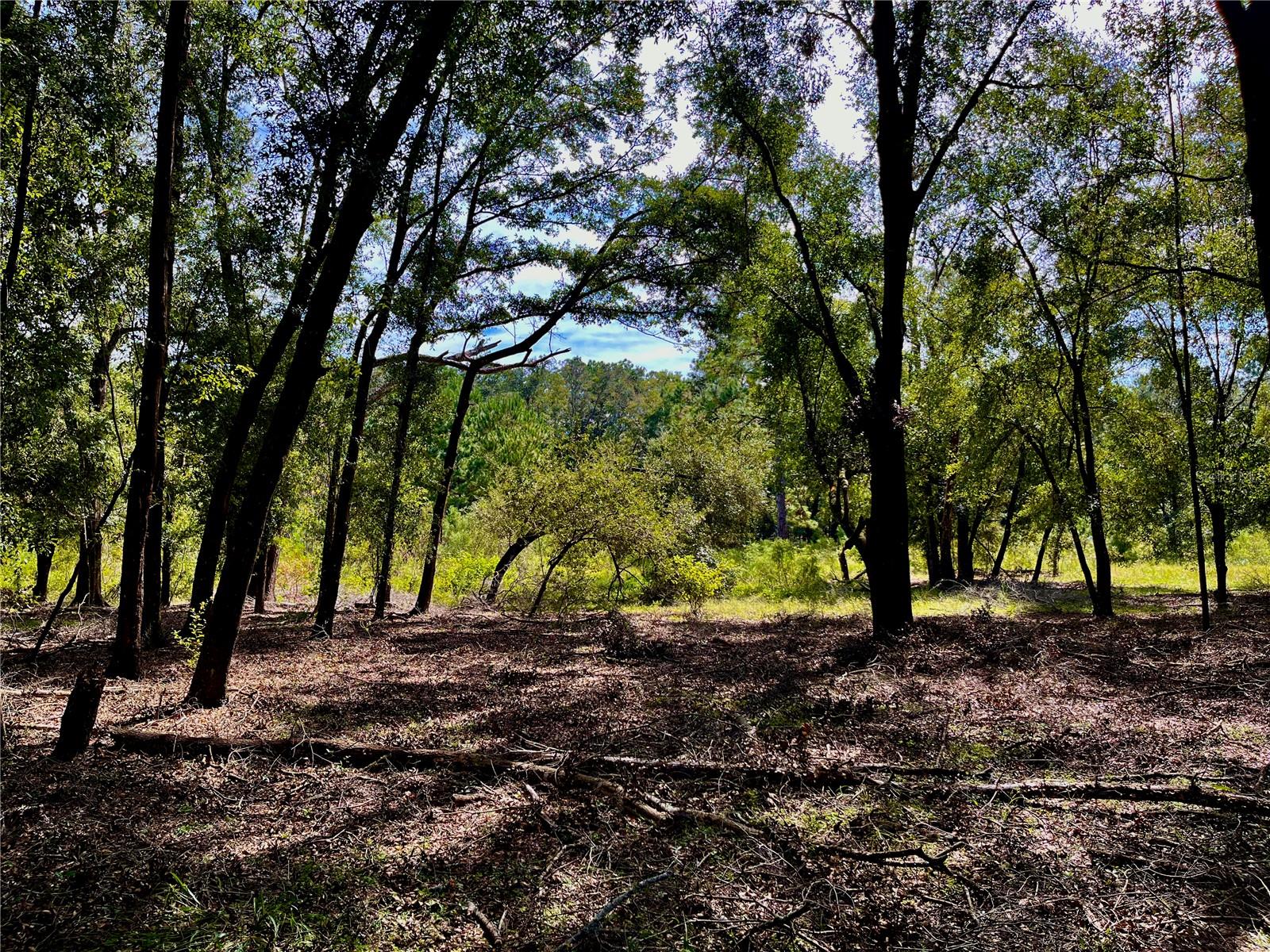 SE 199TH TER, MORRISTON, FL, 32668