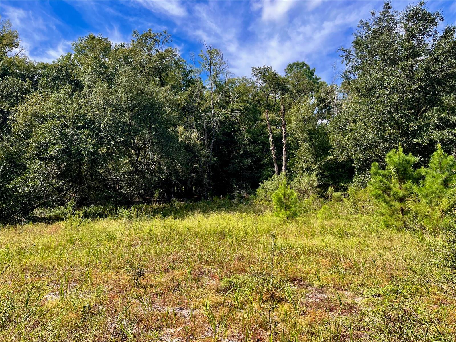 SE 199TH TER, MORRISTON, FL, 32668