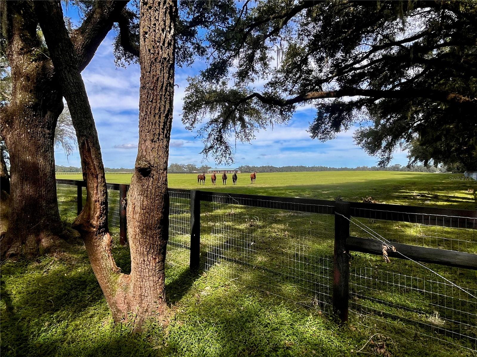 SE 199TH TER, MORRISTON, FL, 32668