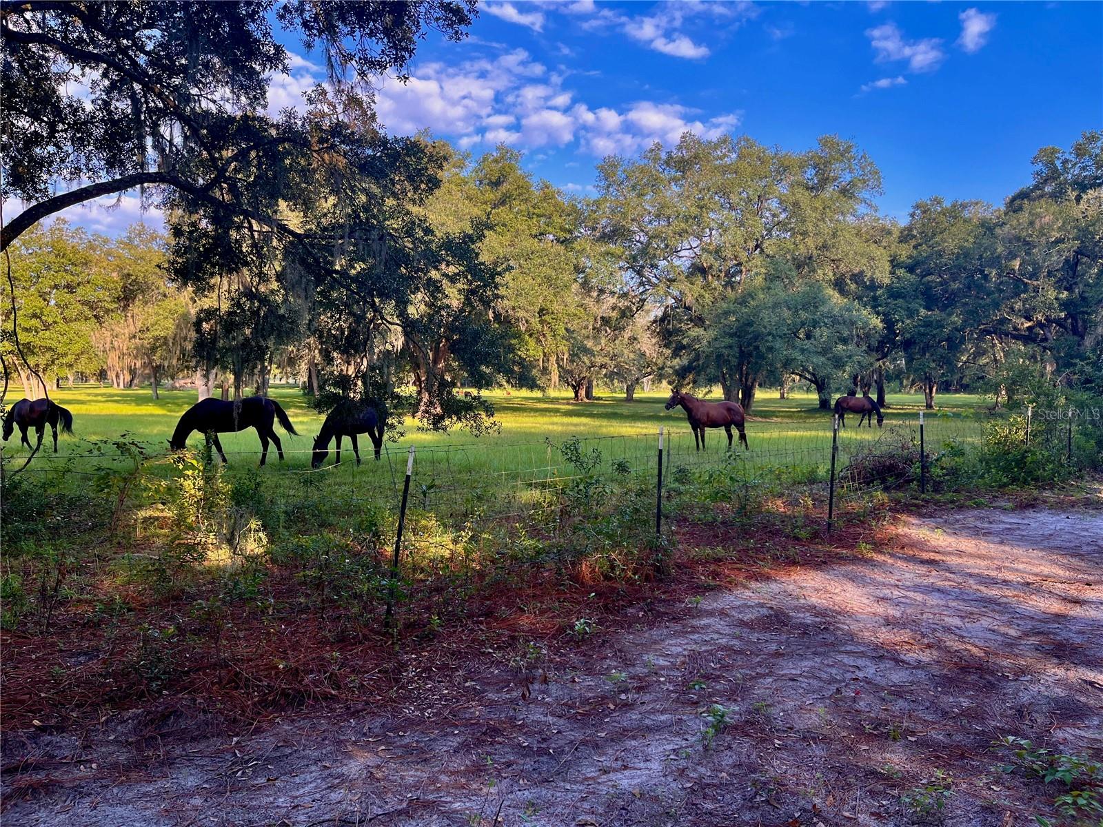 SE 199TH TER, MORRISTON, FL, 32668