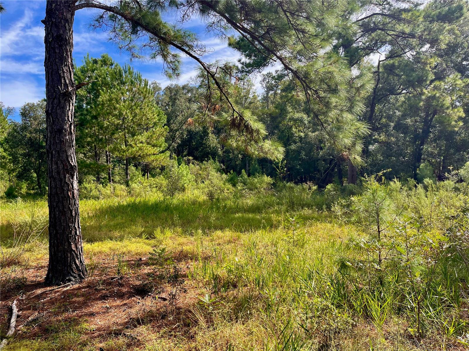 SE 199TH TER, MORRISTON, FL, 32668