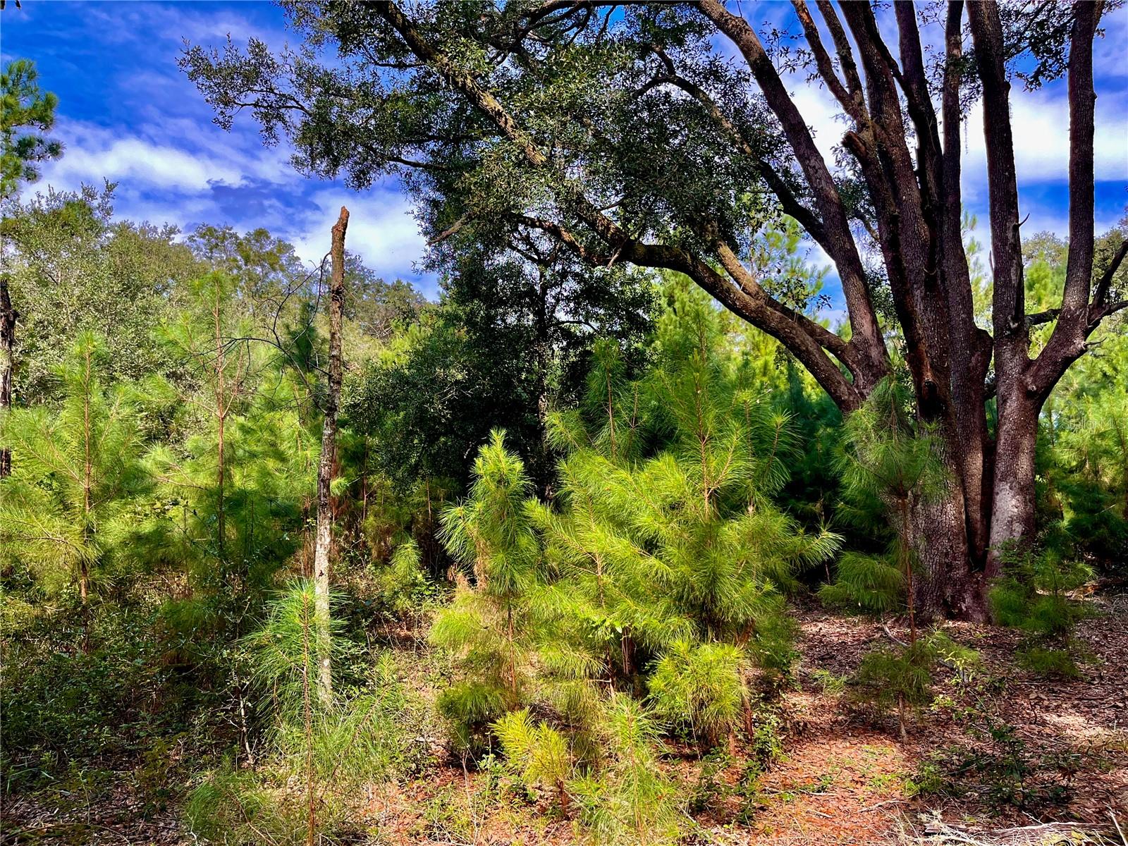 SE 199TH TER, MORRISTON, FL, 32668
