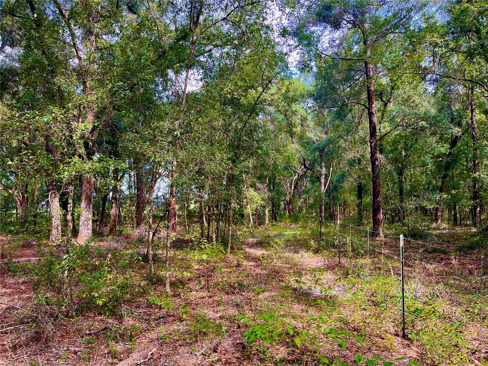 SE 199TH TER, MORRISTON, FL, 32668