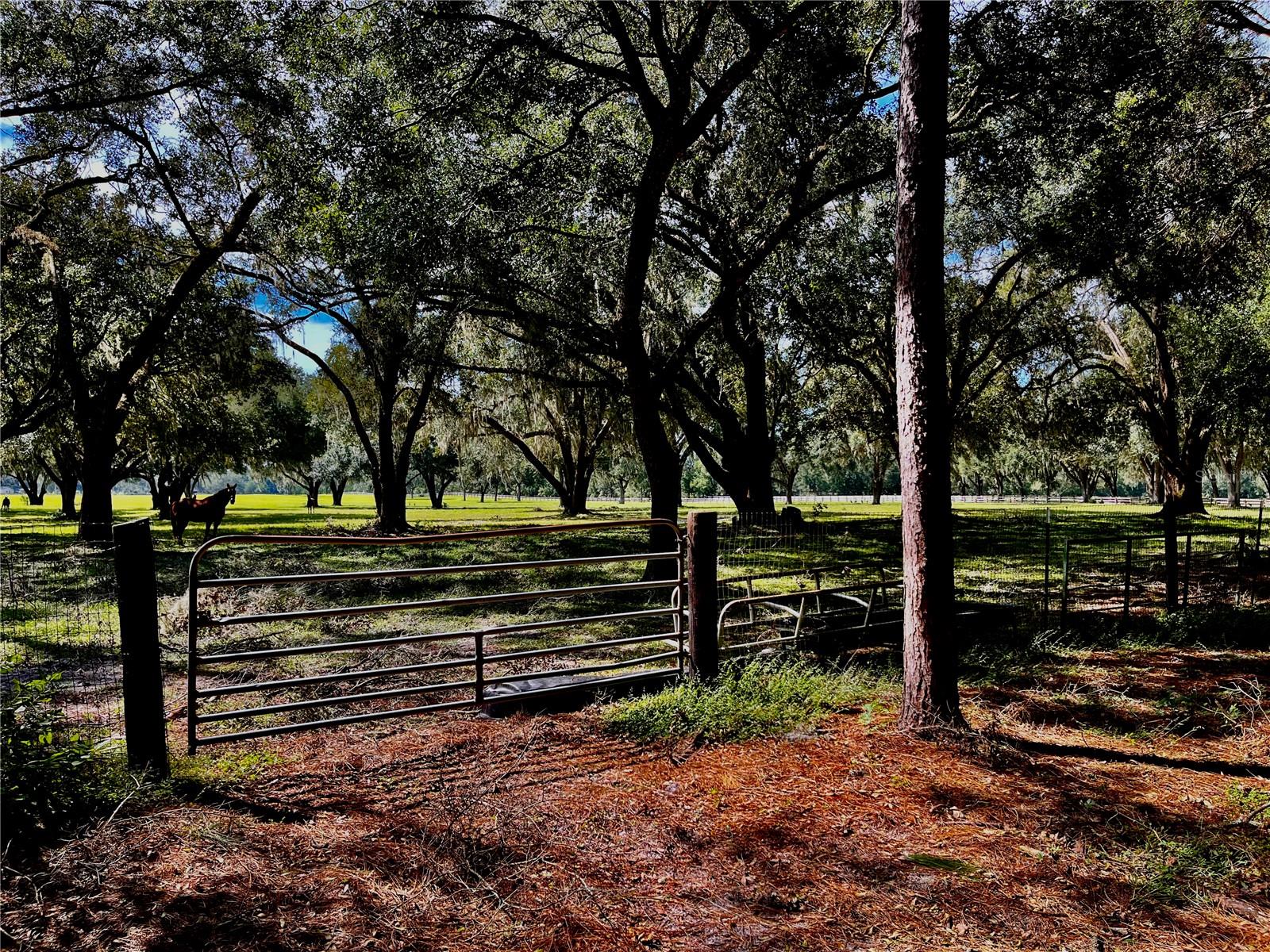 SE 199TH TER, MORRISTON, FL, 32668