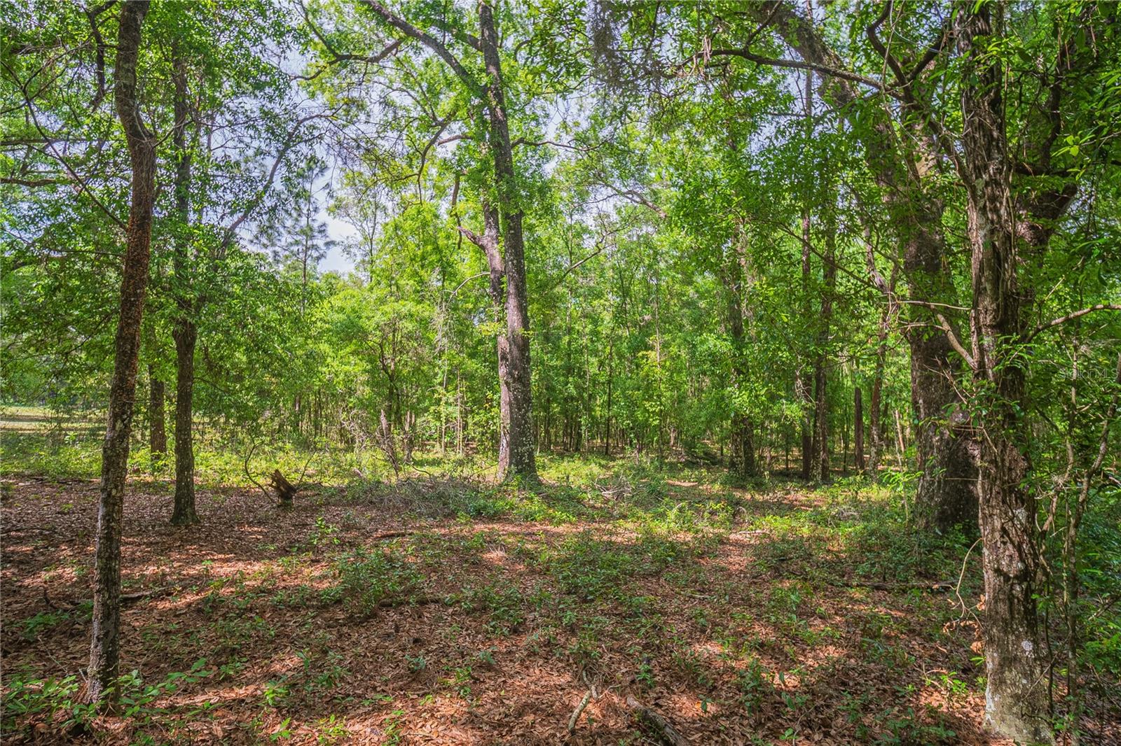 SE 199TH TER, MORRISTON, FL, 32668