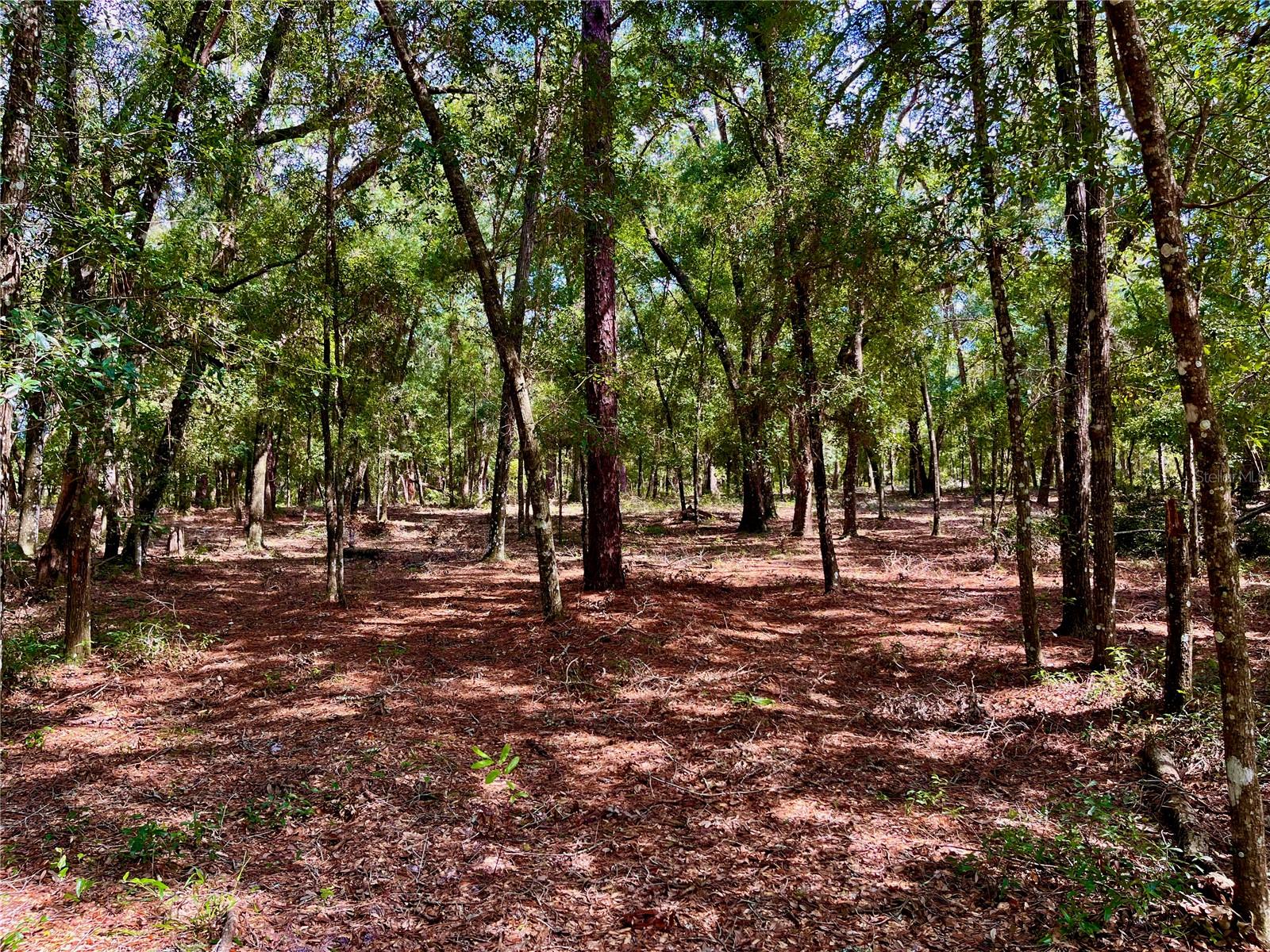 SE 199TH TER, MORRISTON, FL, 32668