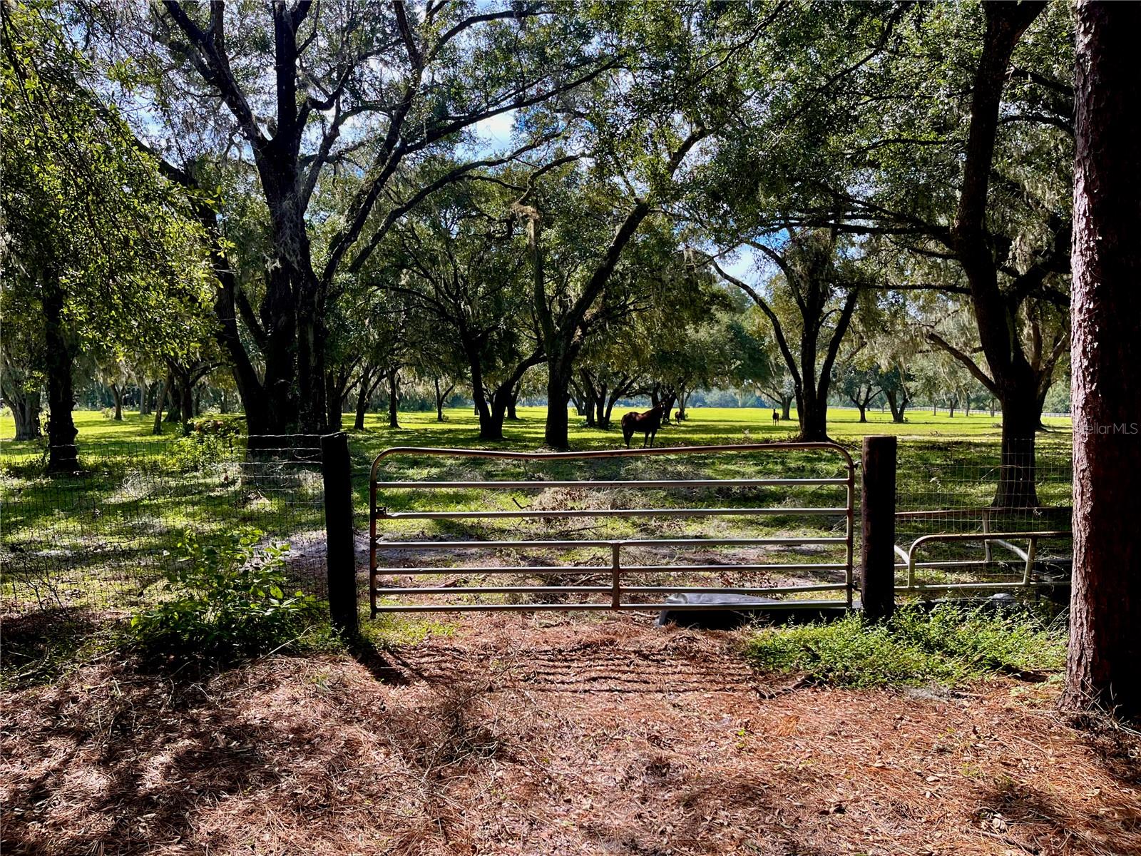 SE 199TH TER, MORRISTON, FL, 32668