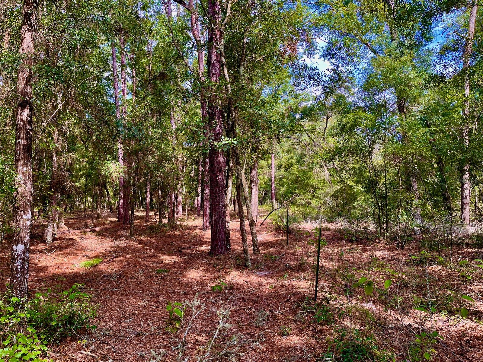 SE 199TH TER, MORRISTON, FL, 32668