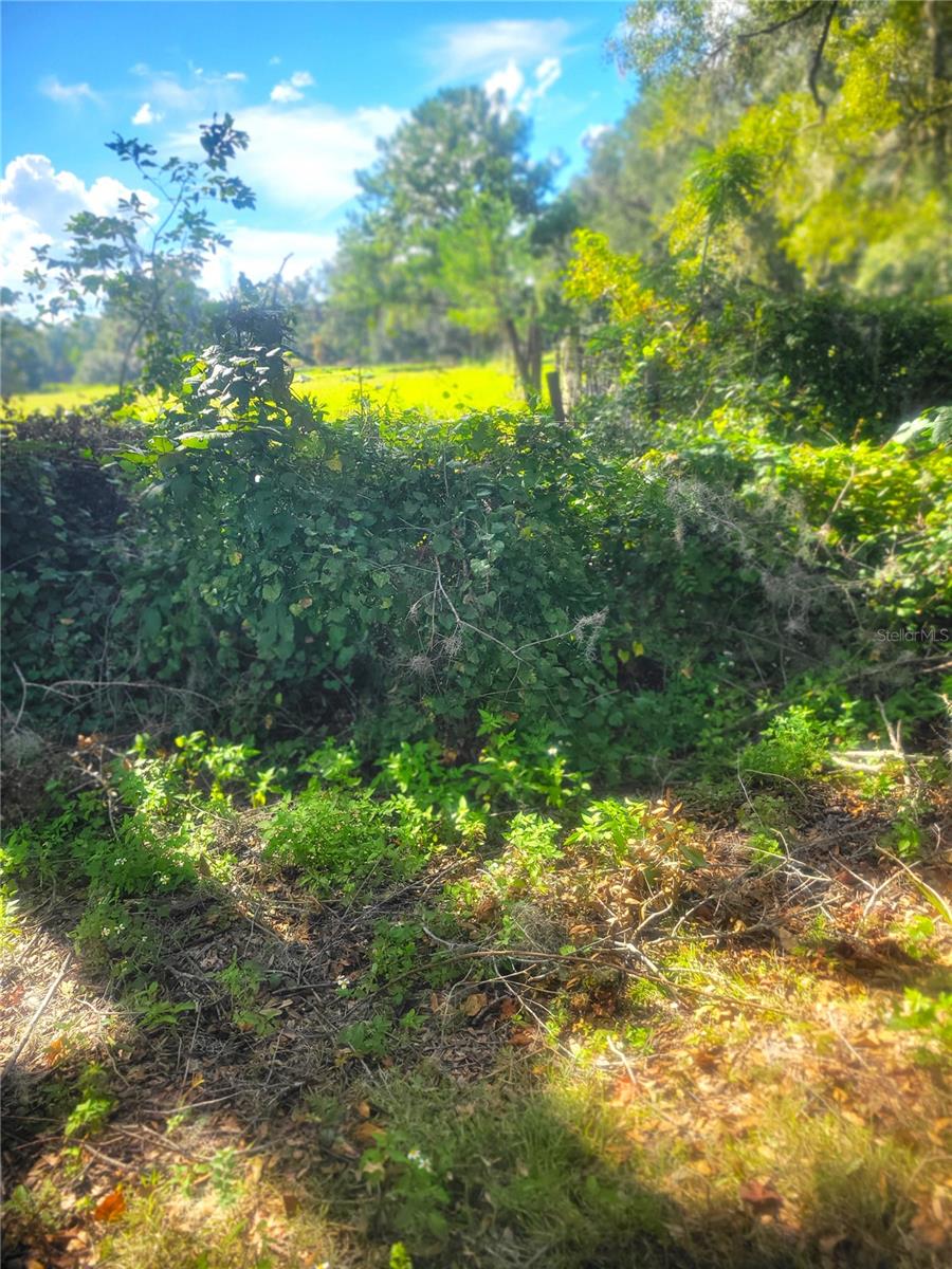 TBA 43RD PL, NEWBERRY, FL, 32669