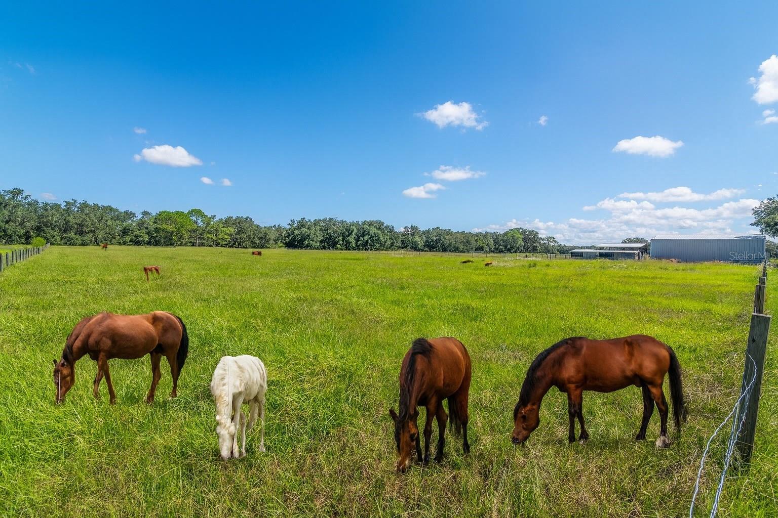 3933 MAMMOTH GROVE RD, LAKE WALES, FL, 33898