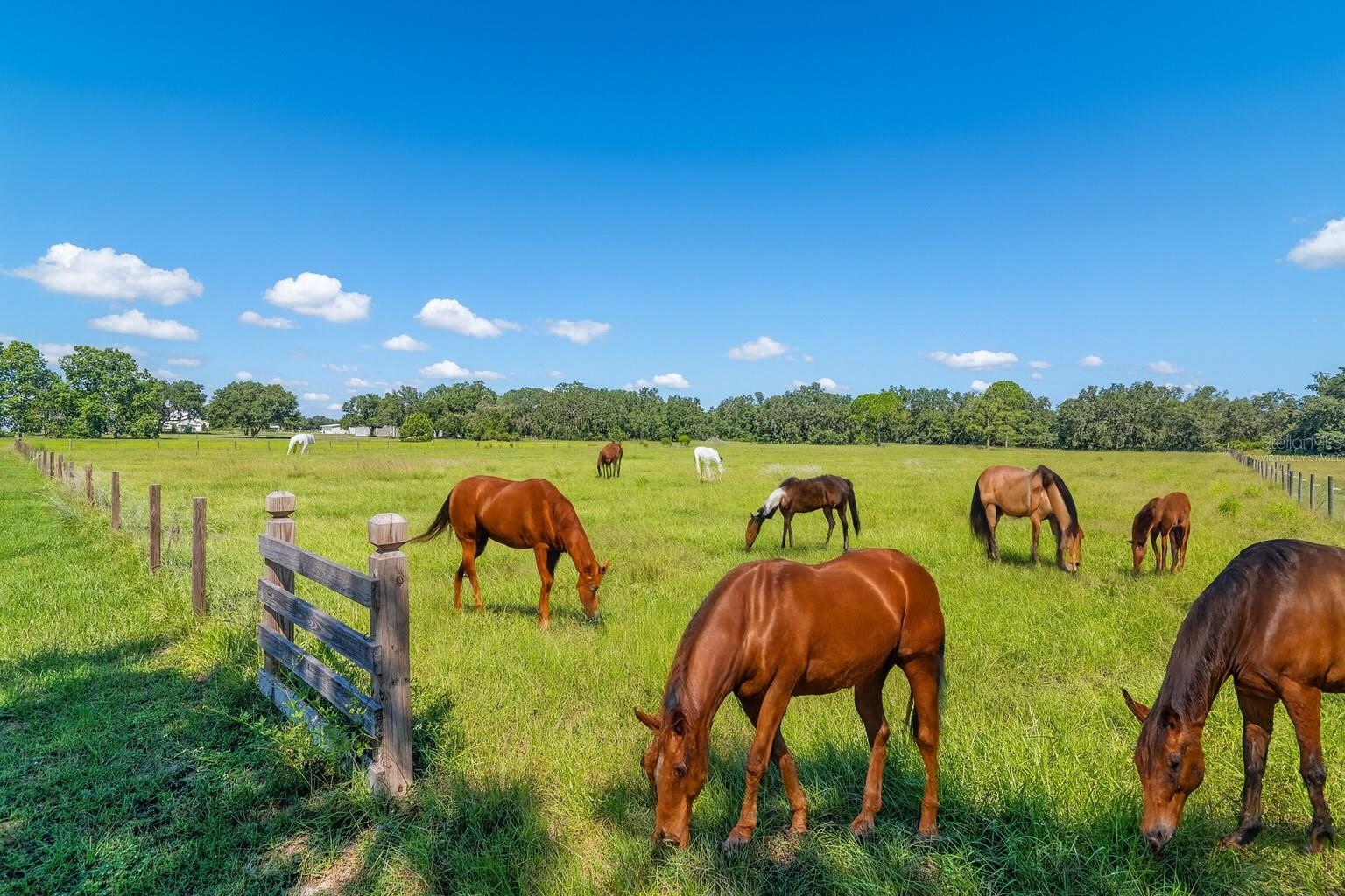 3933 MAMMOTH GROVE RD, LAKE WALES, FL, 33898