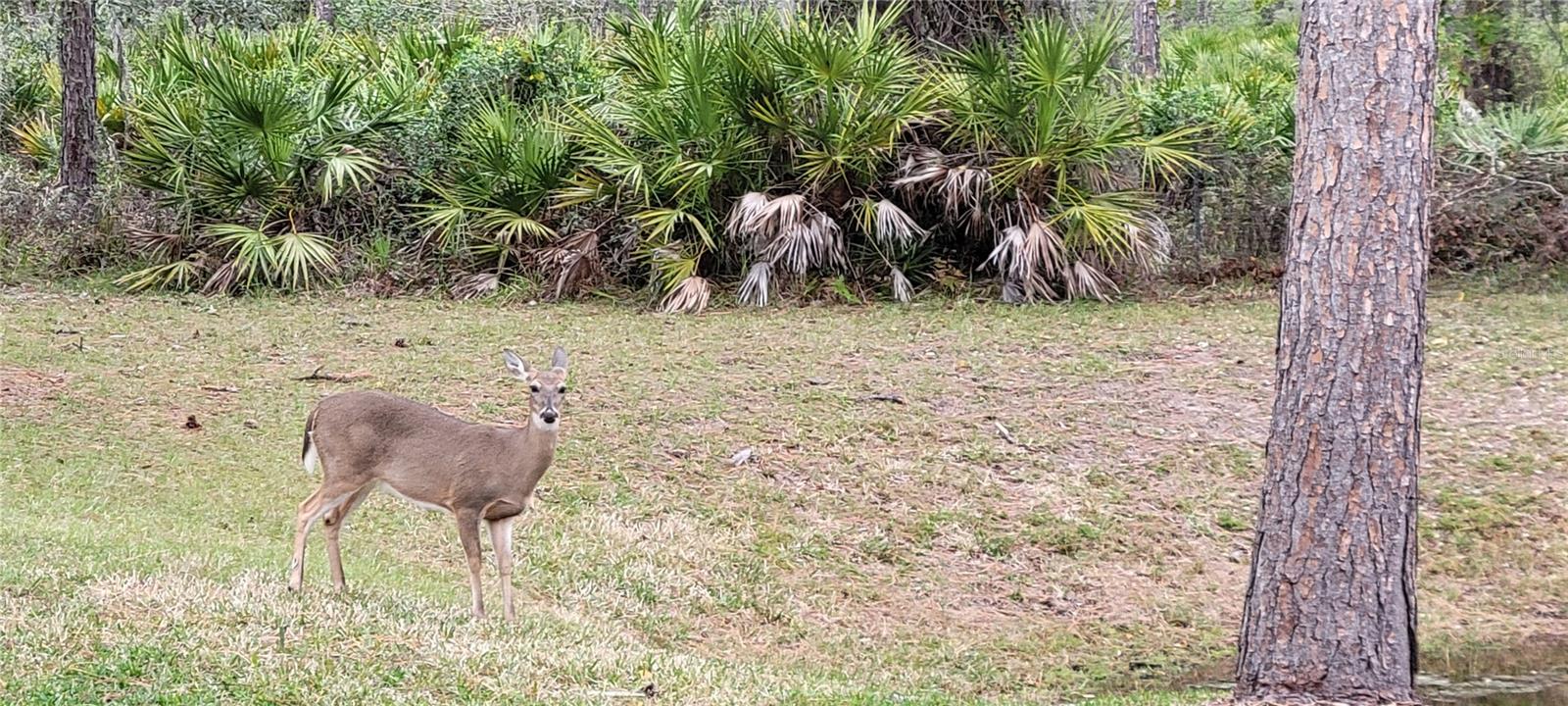 4467 WORTHINGTON CT, PALM HARBOR, FL, 34685