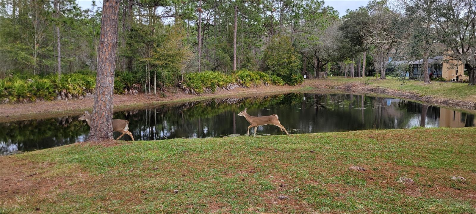 4467 WORTHINGTON CT, PALM HARBOR, FL, 34685