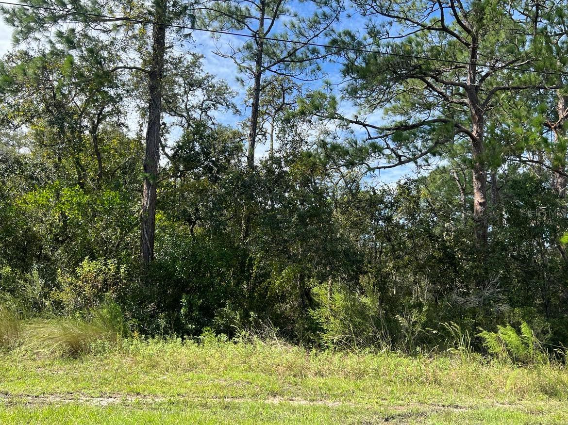 0 MADONNA DR, WEBSTER, FL, 33597